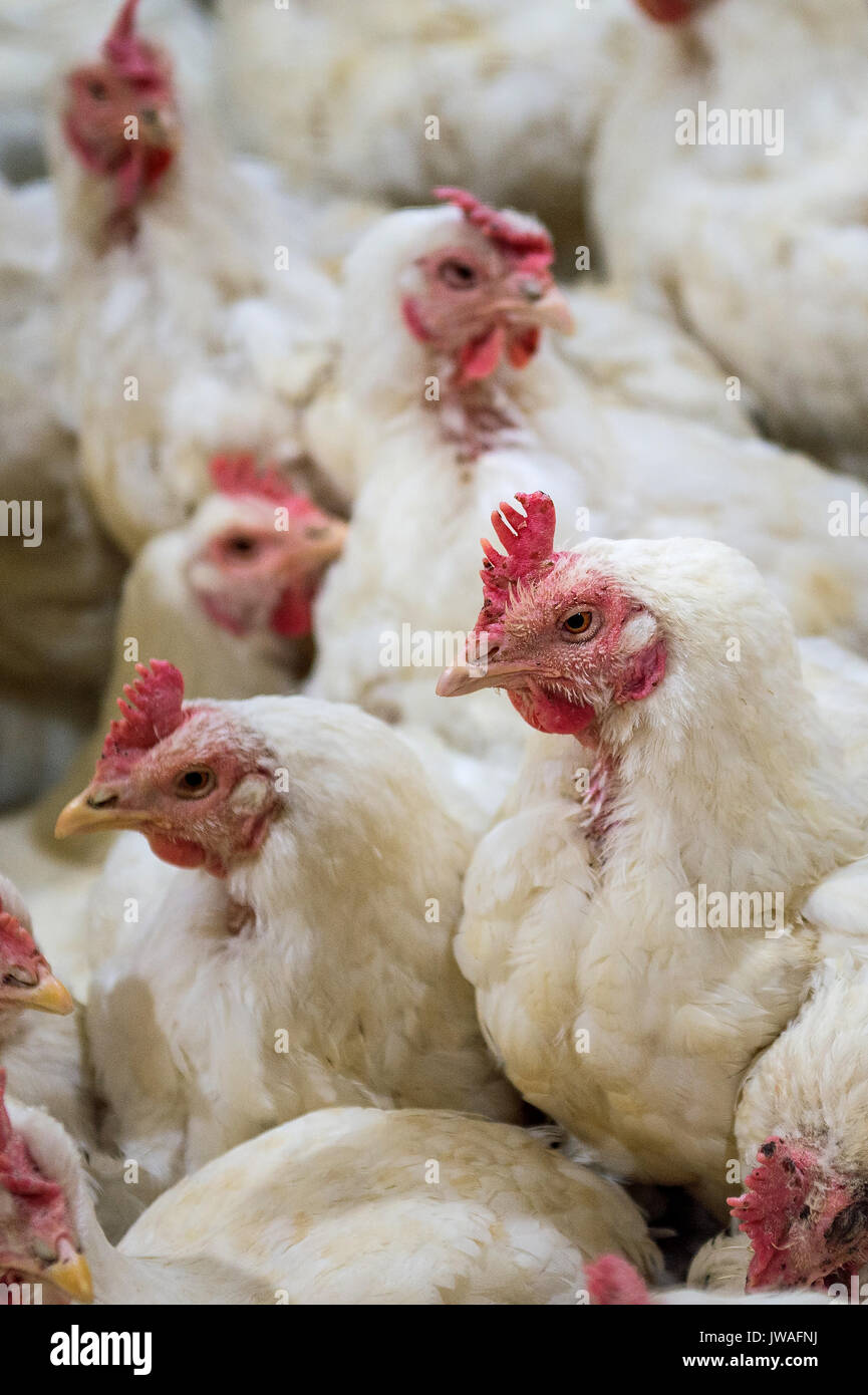 Malati di pollo o triste il pollo in una fattoria,l epidemia di influenza aviaria, problemi di salute. Foto Stock
