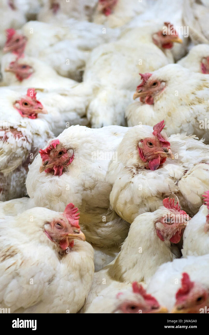 Malati di pollo o triste il pollo in una fattoria,l epidemia di influenza aviaria, problemi di salute. Foto Stock