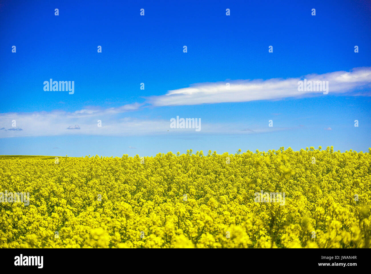 Un campo di senape fiorisce Foto Stock