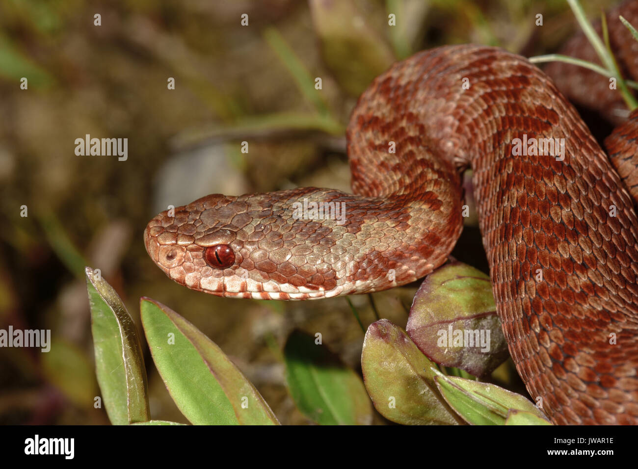 Politica europea comune in materia di Viper (Vipera berus), color rame, ritratto, Murnauer Moos, Baviera, Baviera, Germania Foto Stock