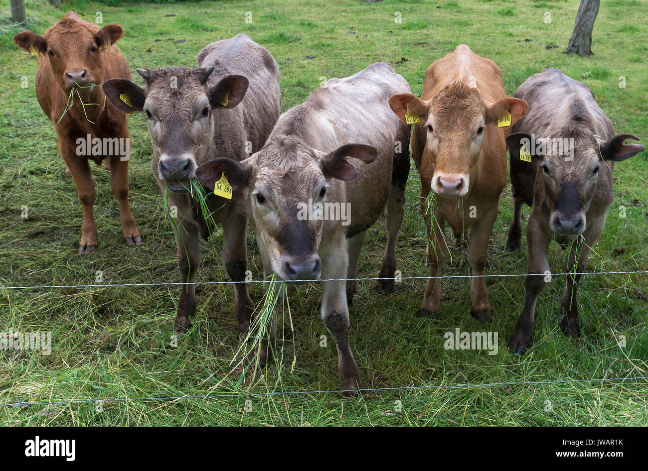 Giovani bovini (Bos) alimentazione su erba di pascolo, Meclemburgo-Pomerania, Germania Foto Stock