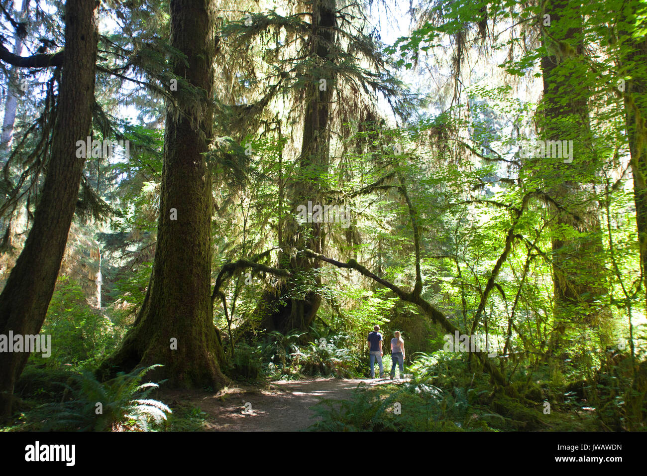 Abete rosso sentiero natura, rain forest, il Parco Nazionale di Olympic, nello Stato di Washington, USA, America Foto Stock