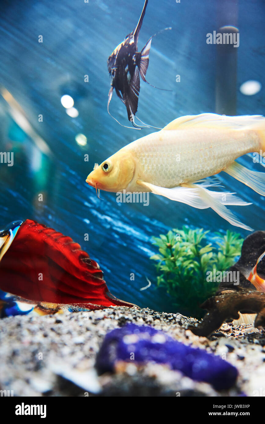 Pesci colorati in acquario di acqua blu sullo sfondo Foto Stock