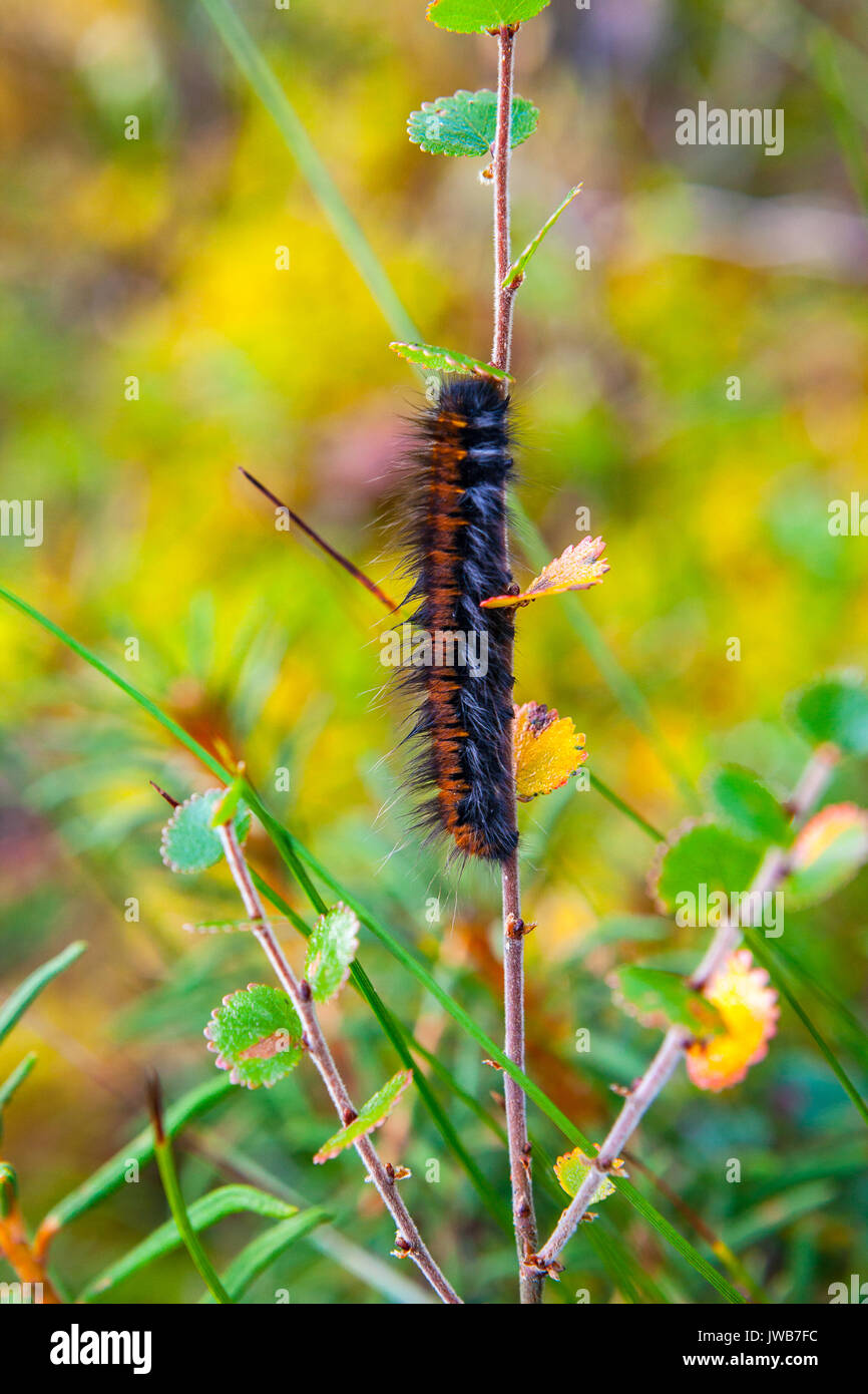 Caterpillar sull'erba. Viru torbiere a Lahemaa national park Foto Stock