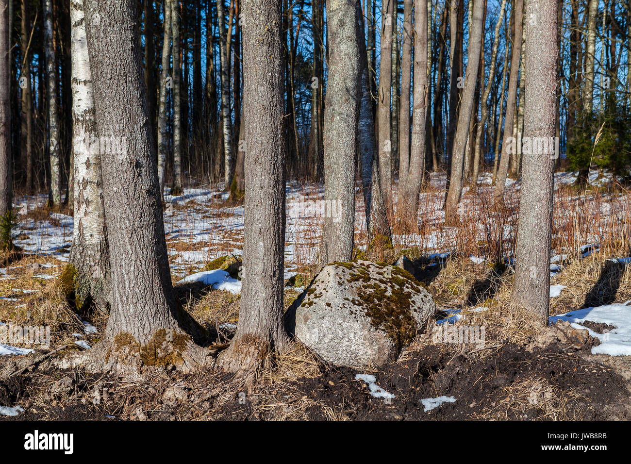 Tronchi di alberi e pietre in foresta estone Foto Stock