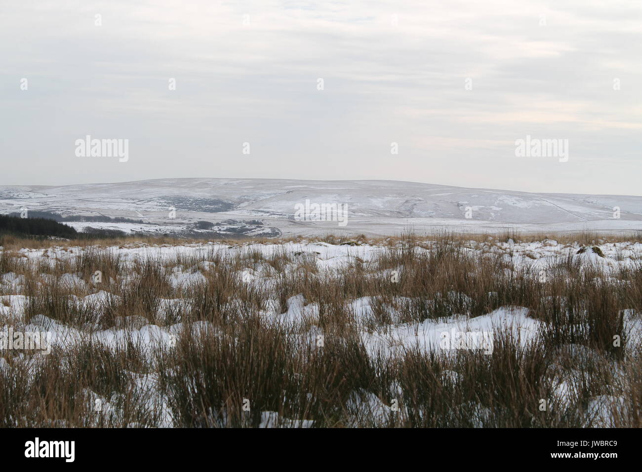 Neve sul Dartmoor con erbe in primo piano. Foto Stock