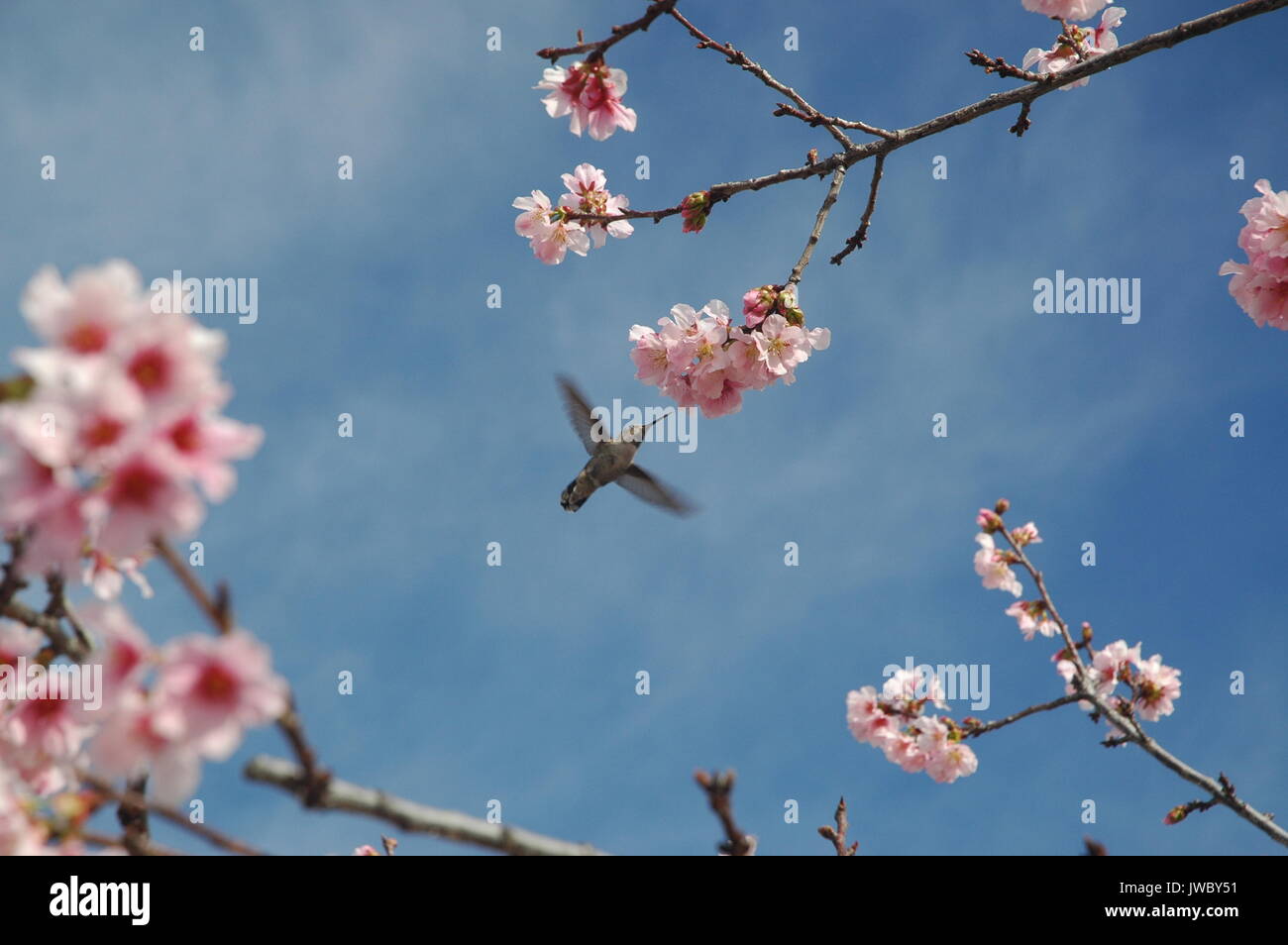 Hummingbird piena apertura alare cielo blu Foto Stock