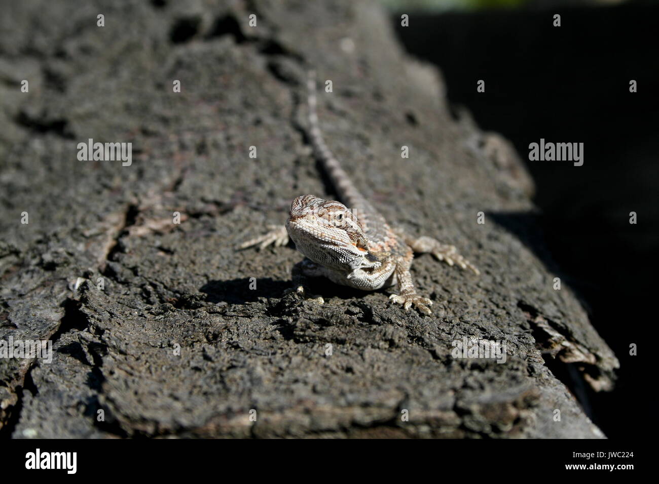 Centrale di drago barbuto, Pogona vitticeps / Amphibolurus vitticeps, capretti entroterra Drago barbuto sulla corteccia di albero. Australia, Captive lucertola australiana Foto Stock