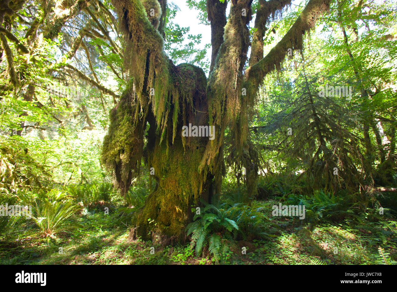 Hoh river trail, rain forest, il Parco Nazionale di Olympic, nello Stato di Washington, USA, America Foto Stock