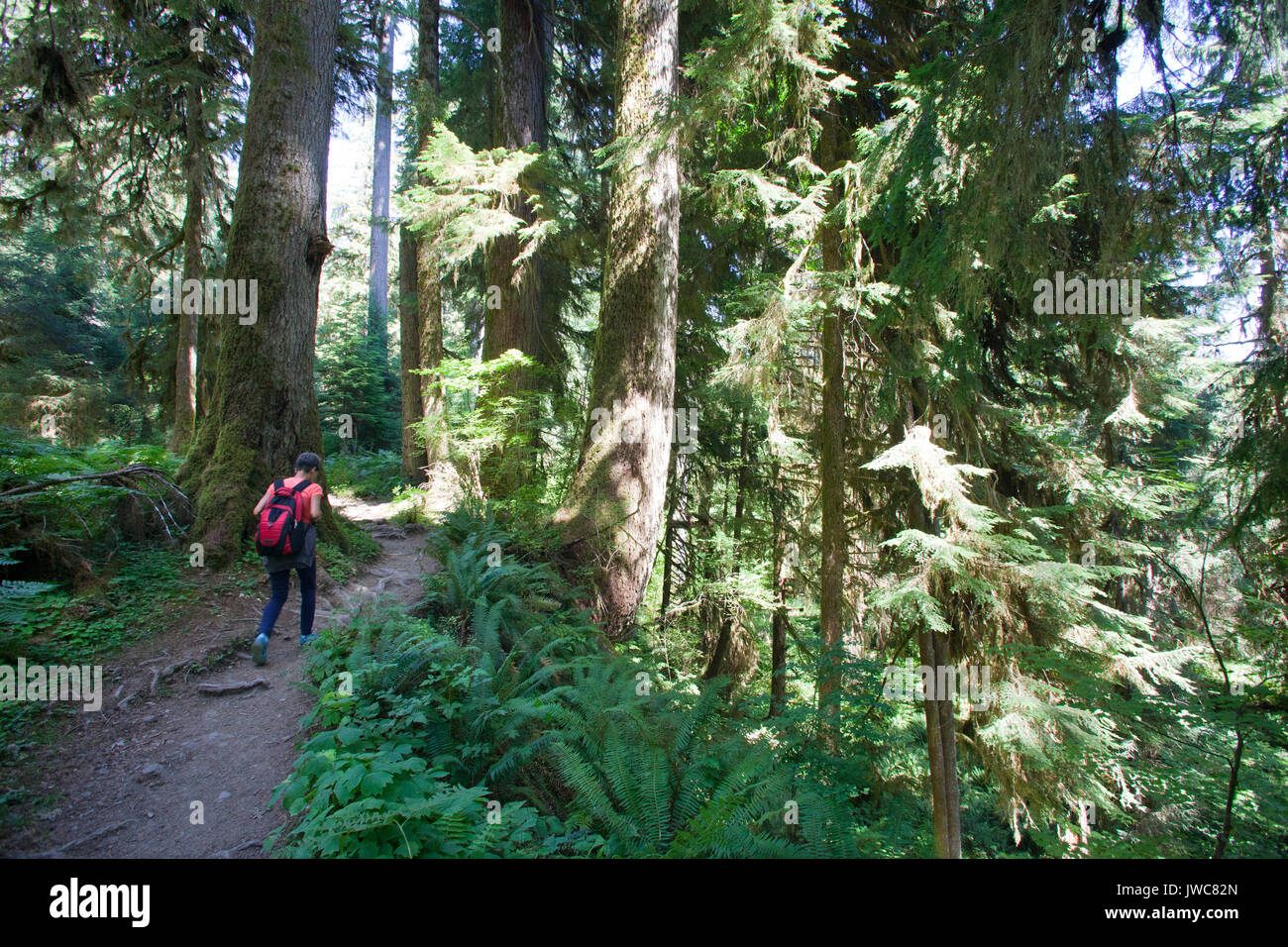 Hoh river trail, rain forest, il Parco Nazionale di Olympic, nello Stato di Washington, USA, America Foto Stock