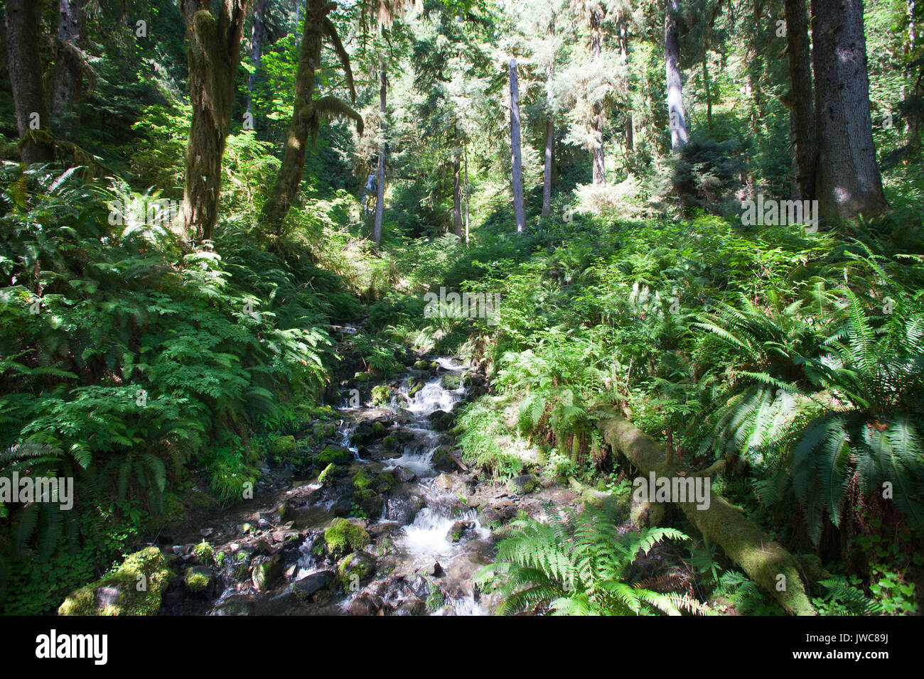 Hoh river trail, rain forest, il Parco Nazionale di Olympic, nello Stato di Washington, USA, America Foto Stock