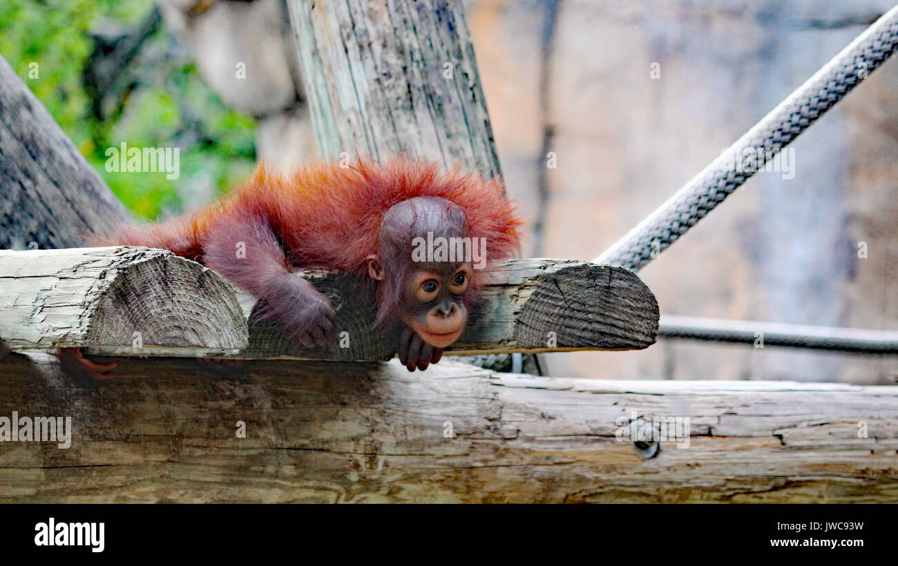 Un bambino orangutan giocando su una piattaforma di primate. Foto Stock