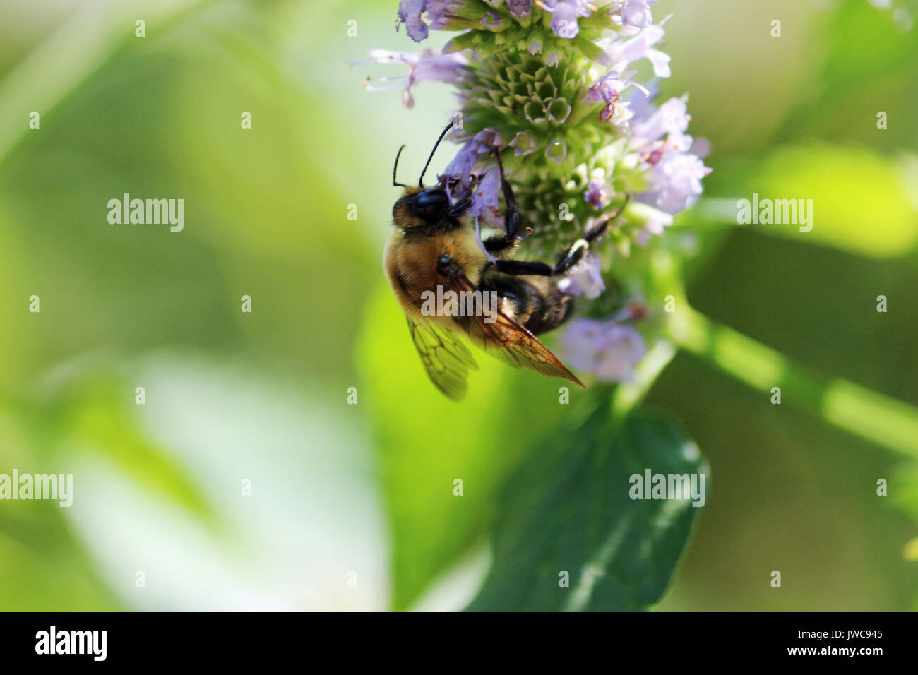Un Bumble Bee su una luce viola fiore con un tutto verde sfondo naturale. Foto Stock