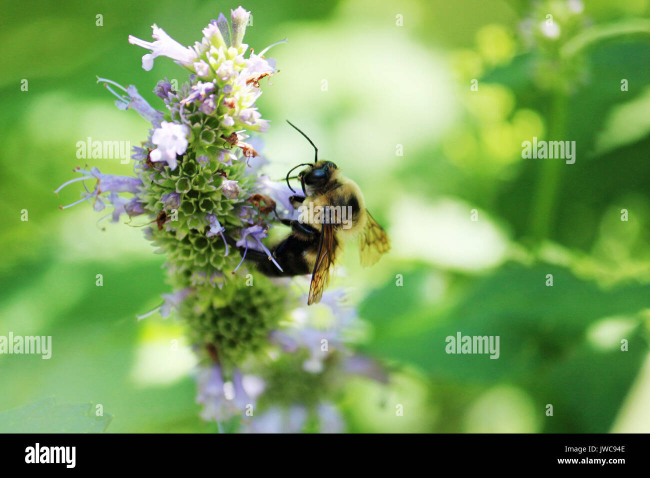 Un Bumble Bee su una luce viola fiore con un tutto verde sfondo naturale. Foto Stock