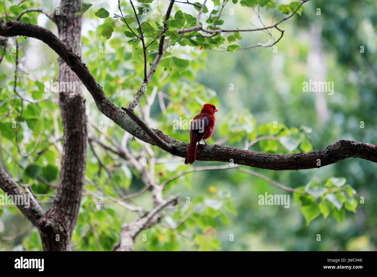 Un rosso cardinale appollaiato su un ramo di albero. Foto Stock