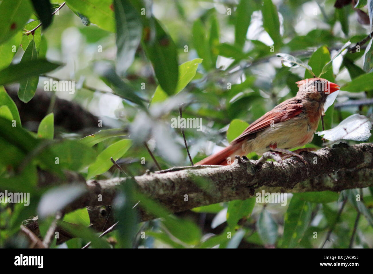 Un rosso cardinale appollaiato su un ramo di albero. Foto Stock