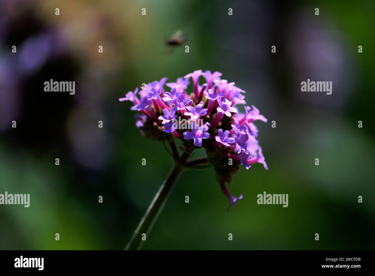 Un piccolo fascio di fiori viola Foto Stock
