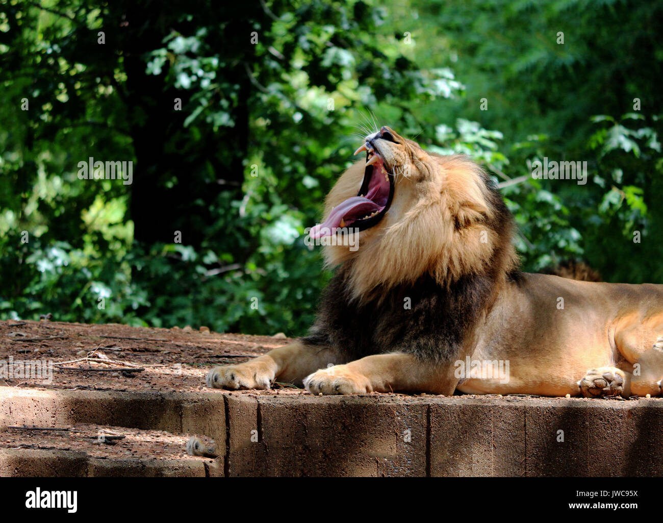 Un leone che sbadiglia rilassante nel suo habitat con una foglia verde dello sfondo. Foto Stock