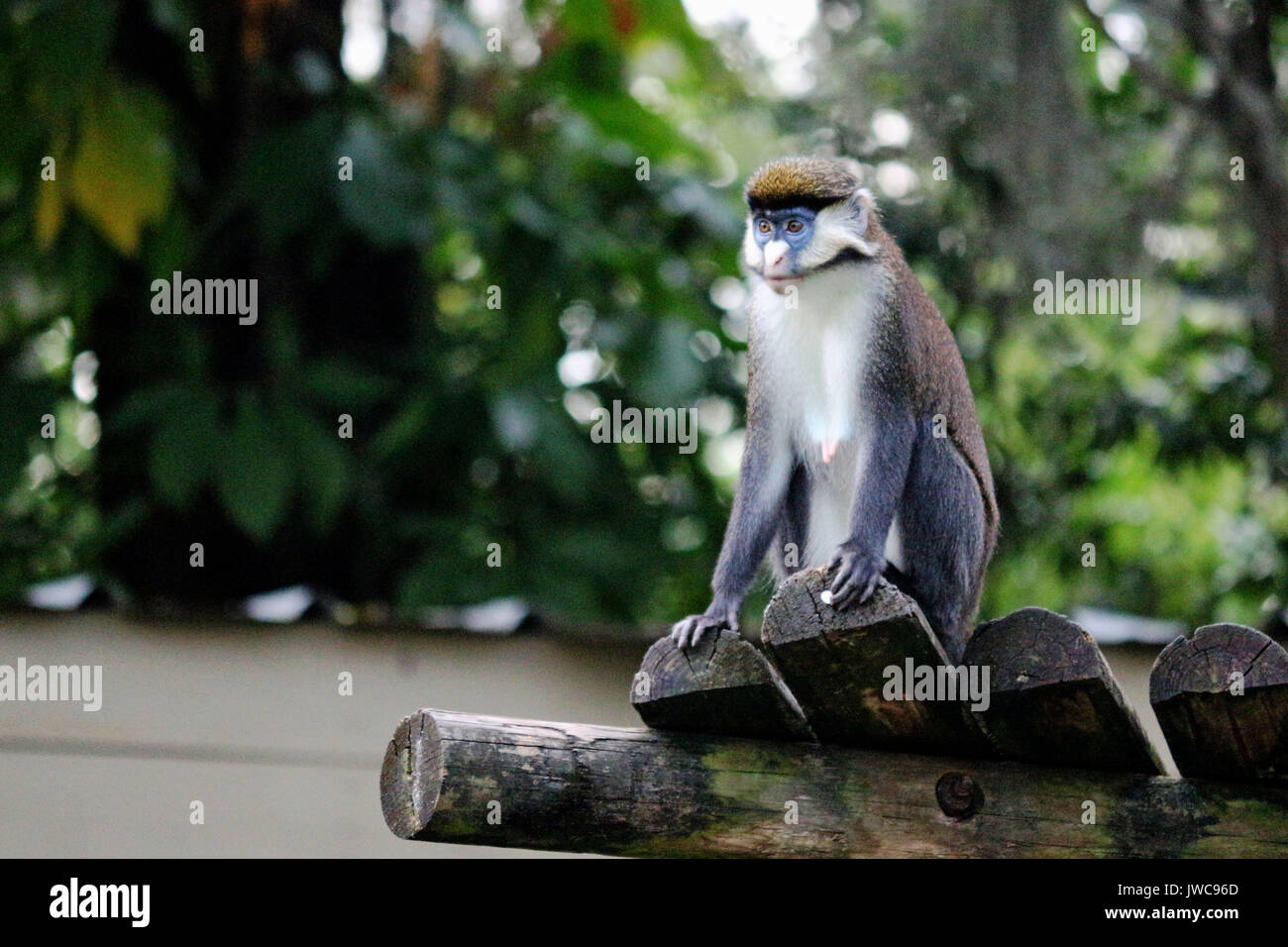 Un rosso tailed monkey siede sulla sua piattaforma . Foto Stock
