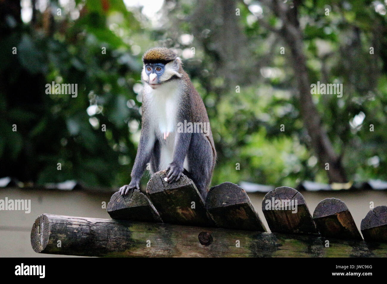 Un rosso tailed monkey siede sulla sua piattaforma . Foto Stock