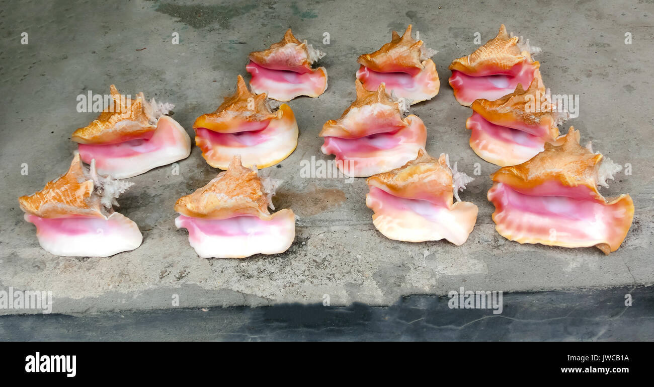 Le conchiglie su un sfondo di pietra Foto Stock