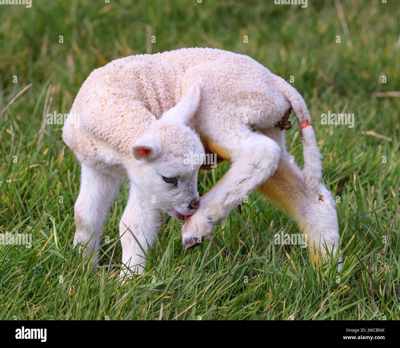 Un agnello di Giacobbe. Un Giacobbe agnello in un prato scozzese. Foto Stock
