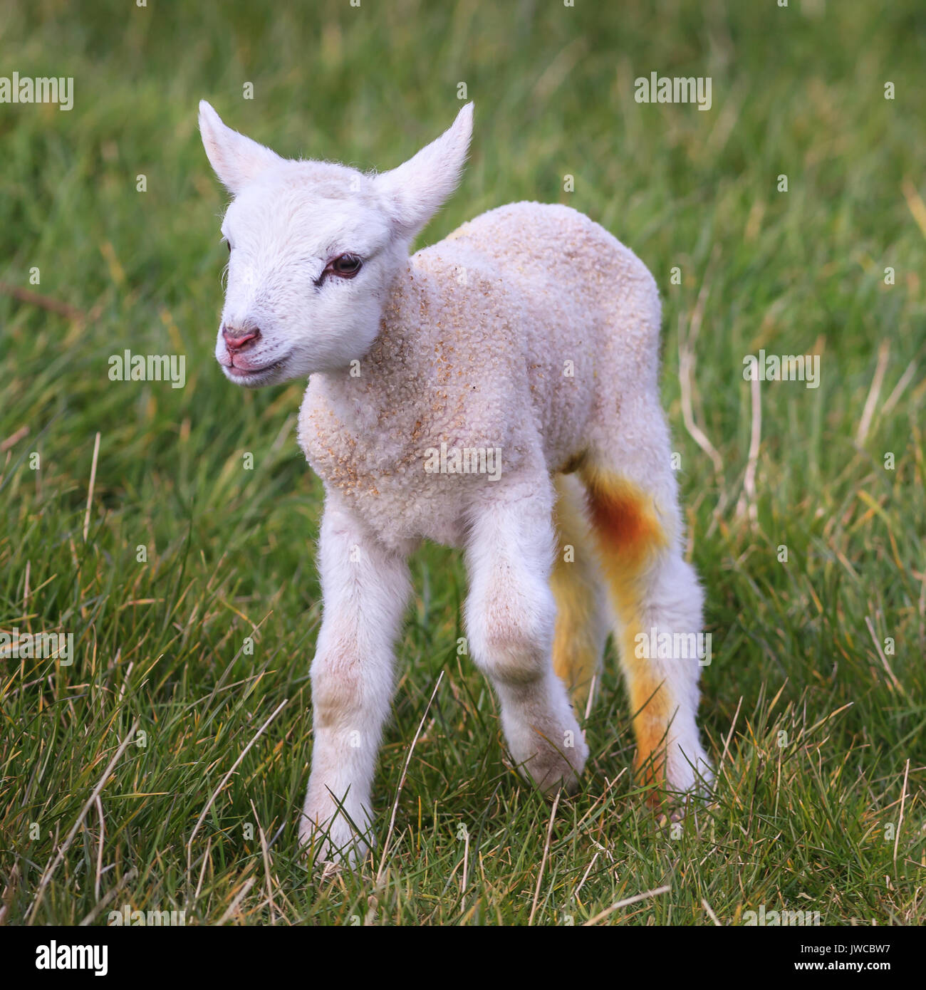 Un agnello di Giacobbe. Un Giacobbe agnello in un prato scozzese. Foto Stock