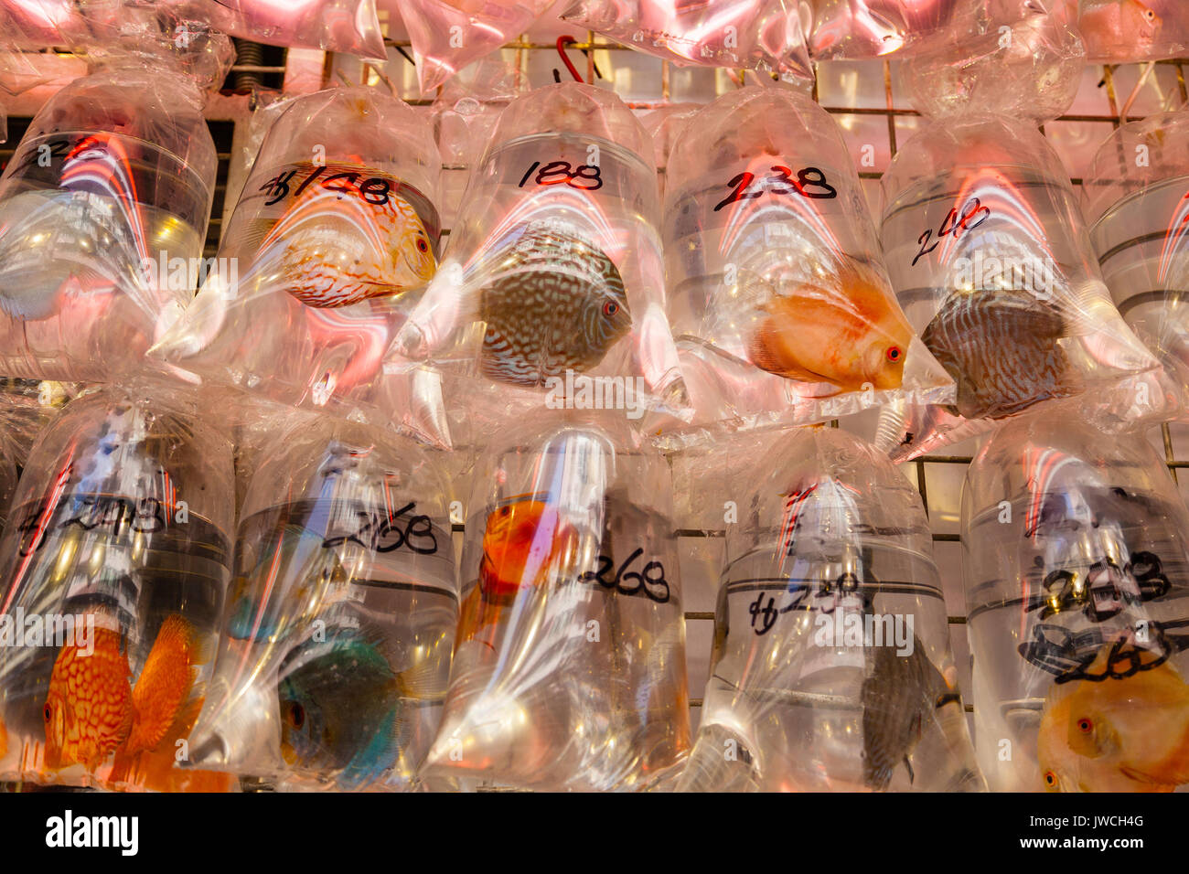 Vendita di pet pesce in uno dei tanti Tung Choi Street negozi di animali domestici in Mongkok. L'area, meglio noto come Goldfish Market, è rivestito su entrambi i lati con pet sho Foto Stock