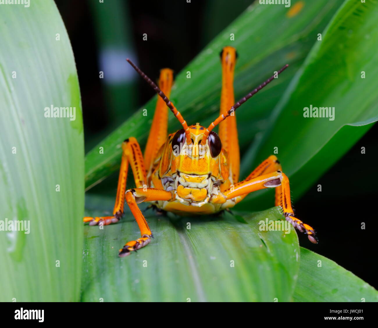 Close up di un orientale gomma grasshopper appoggiata su una foglia. Foto Stock