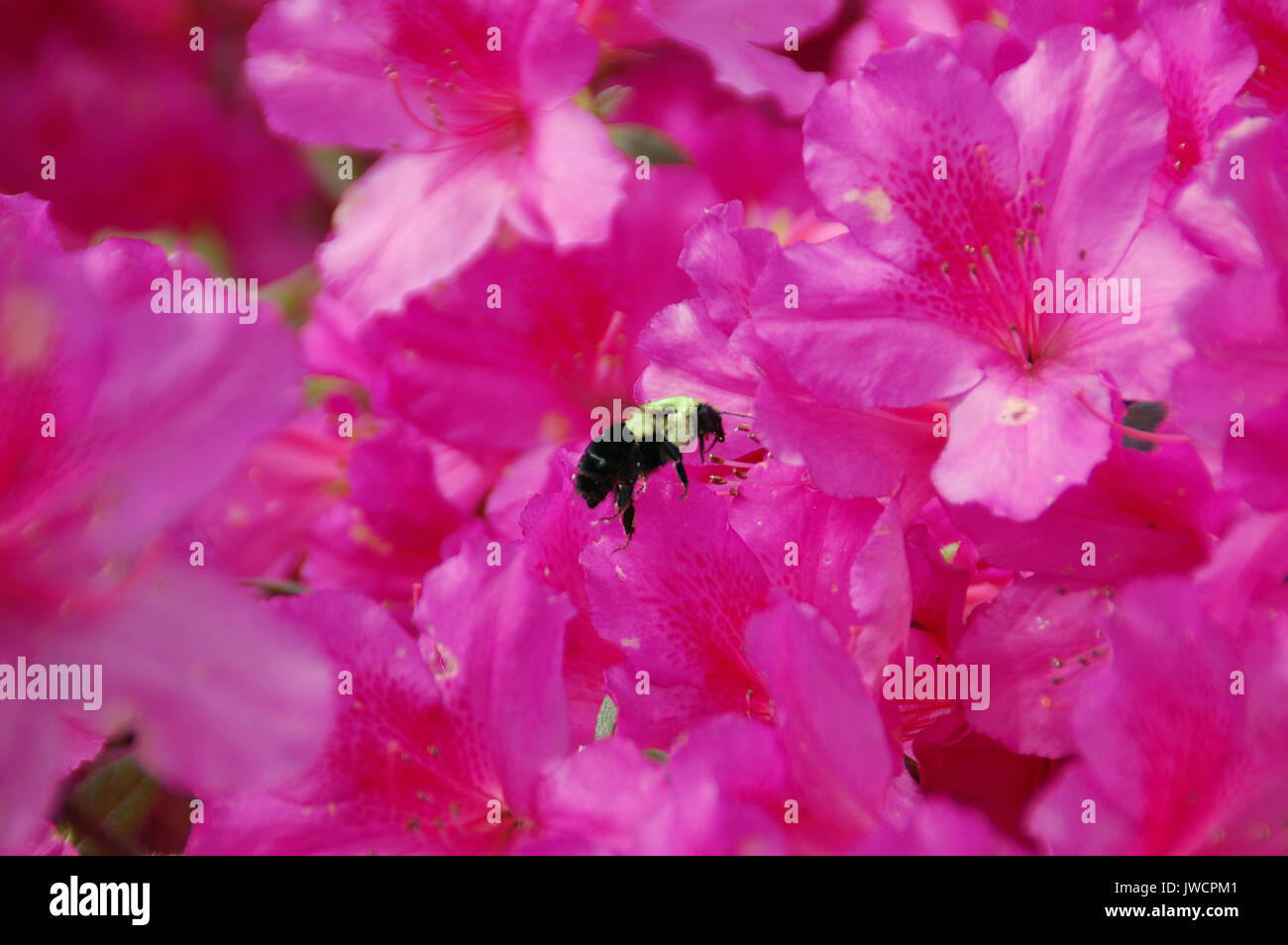 Ape su fiori di Azalia Foto Stock