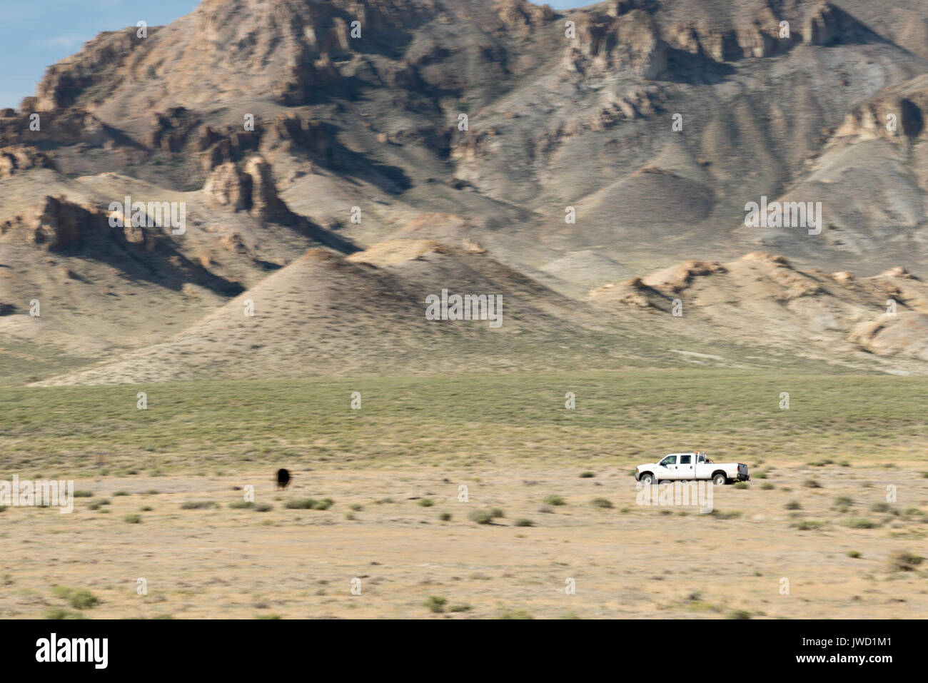 Carrello passante mucca vicino alla autostrada nel deserto del Nevada. Foto Stock