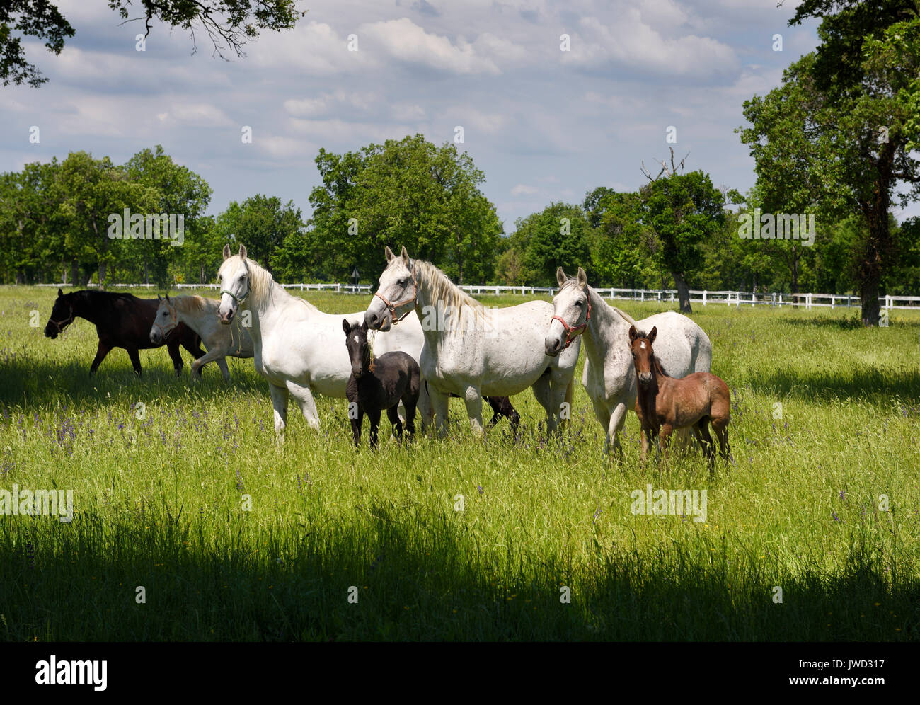White Lipizzaner mares cavallo di razza con scuri puledri pascolano in un prato di erba e fiori nella scuderia di Lipizza a Lipica Sezana Slovenia Foto Stock