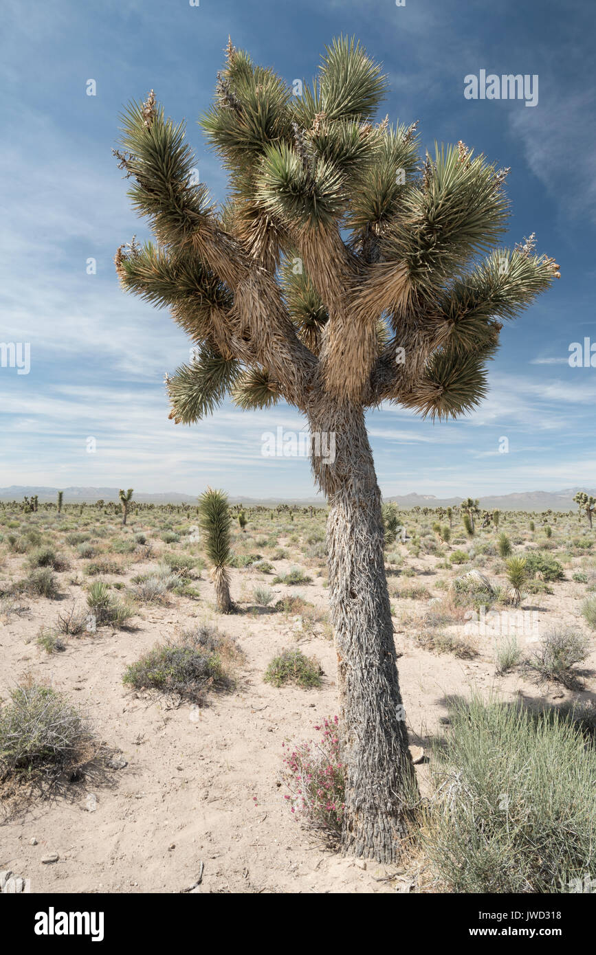 Joshue alberi in Nevada Tikaboo della valle. Foto Stock