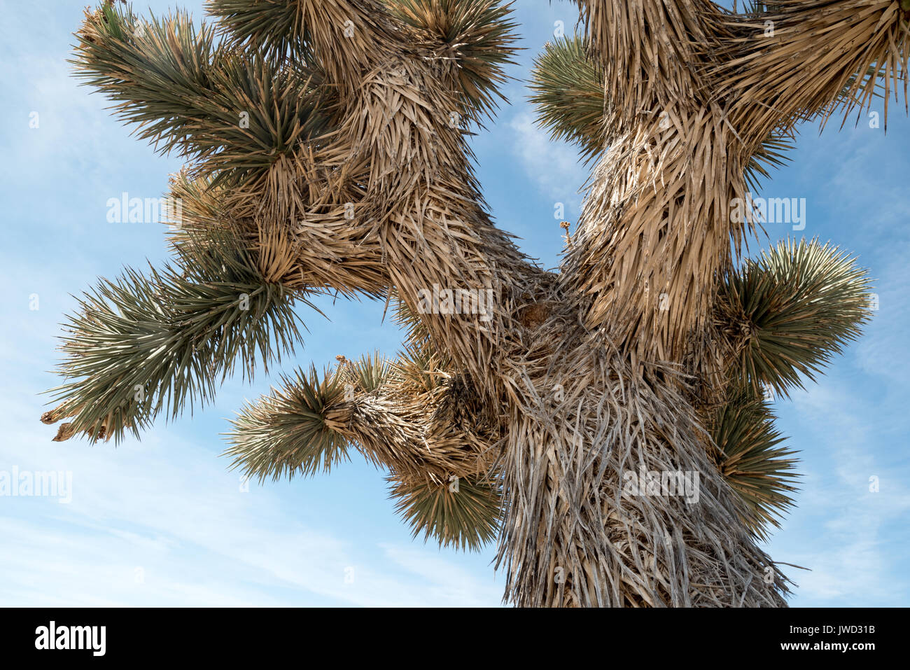 Struttura Joshue in Nevada Tikaboo della valle. Foto Stock