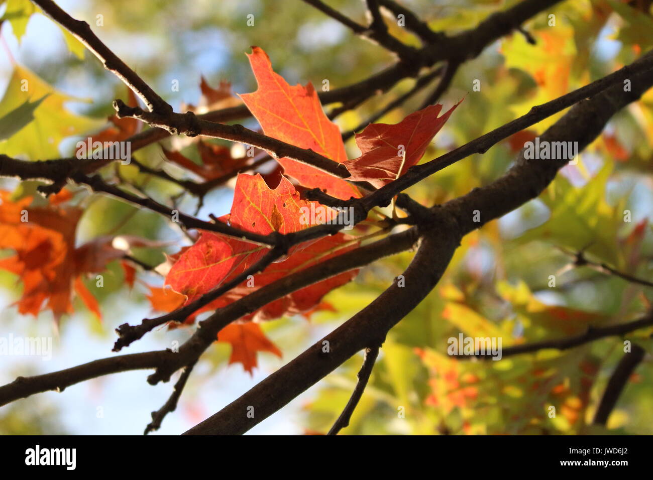 Primo giorno di autunno Foto Stock