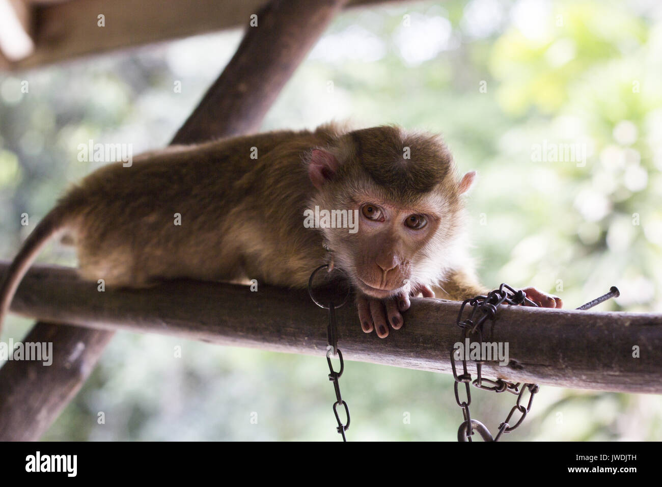 Monkey in catena guardando la telecamera Foto Stock