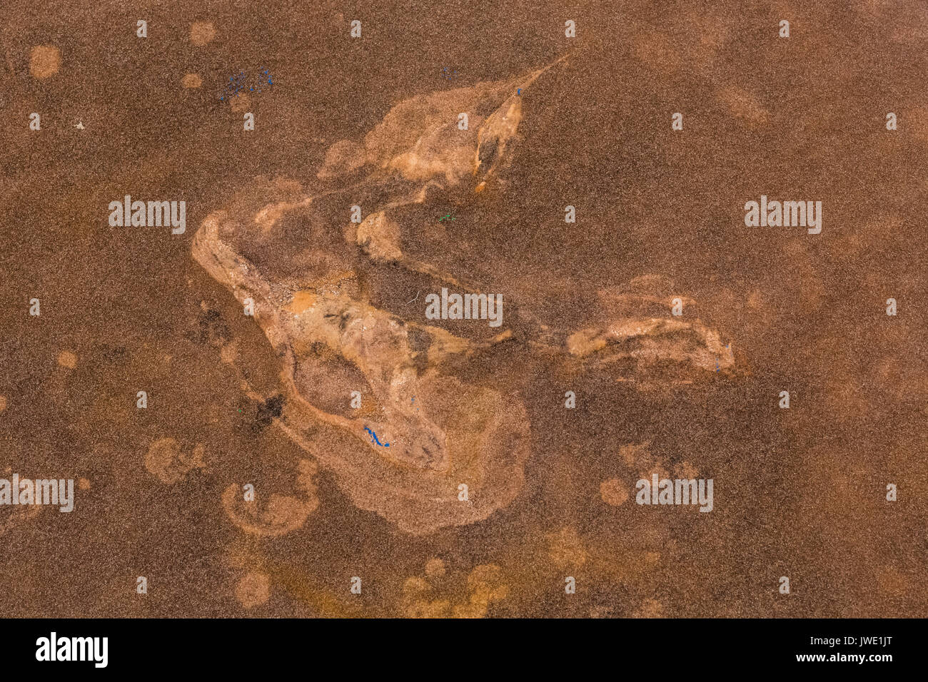 Traccia di dinosauri in arenaria a nord mocassino Mountain via sito, ivi comprese le prove di atti di vandalismo in cui qualcuno ha fatto un calco della pista (blu Foto Stock