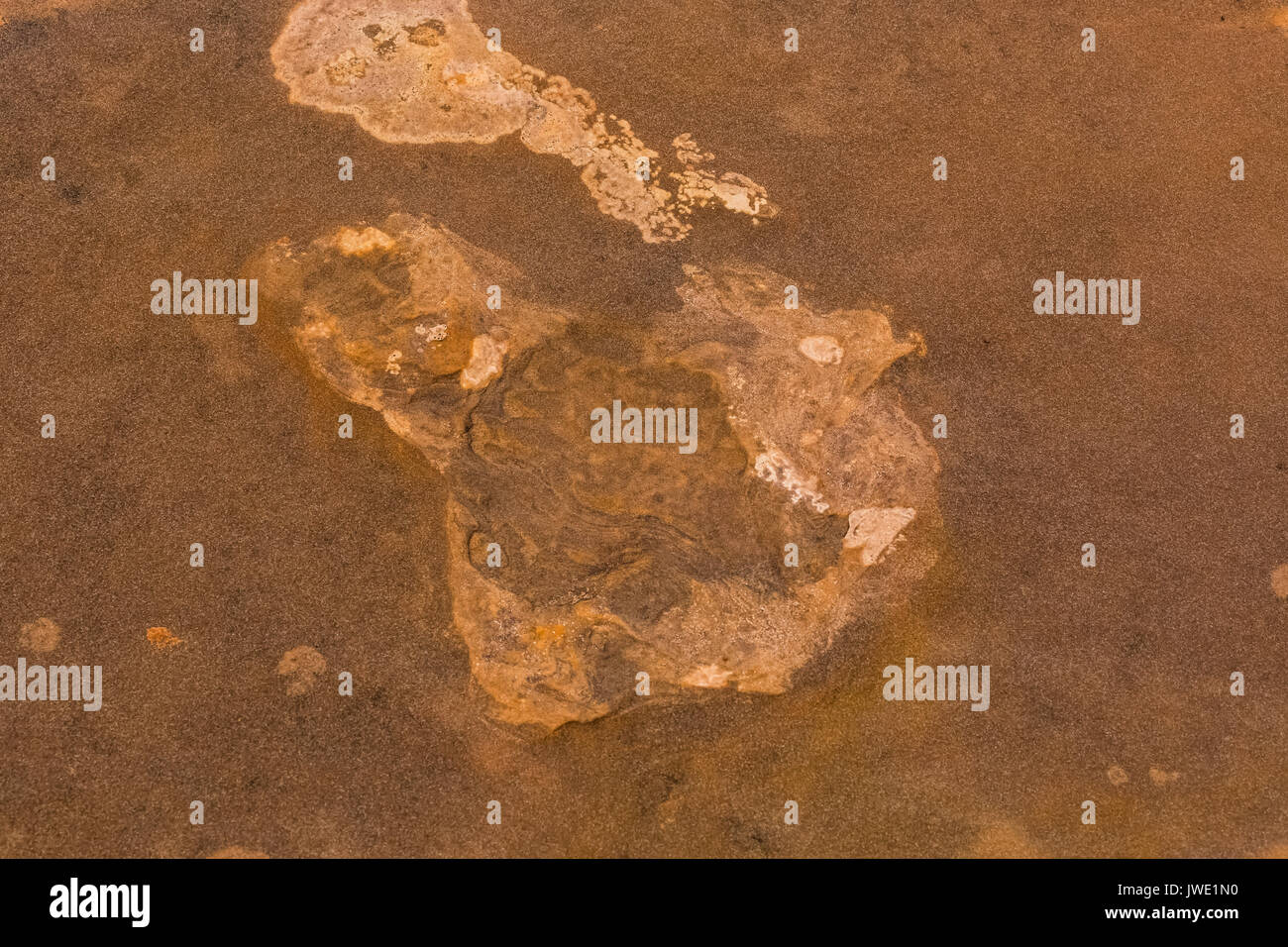 Traccia di dinosauri in arenaria a nord mocassino Mountain via sito su BLM terreno vicino a Coral Pink Sand Dunes State Park, Utah, Stati Uniti d'America Foto Stock