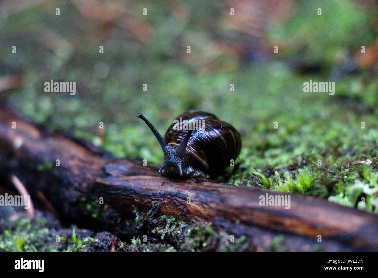 Una lumaca strisciare lungo la radice di un albero nella foresta. Foto Stock