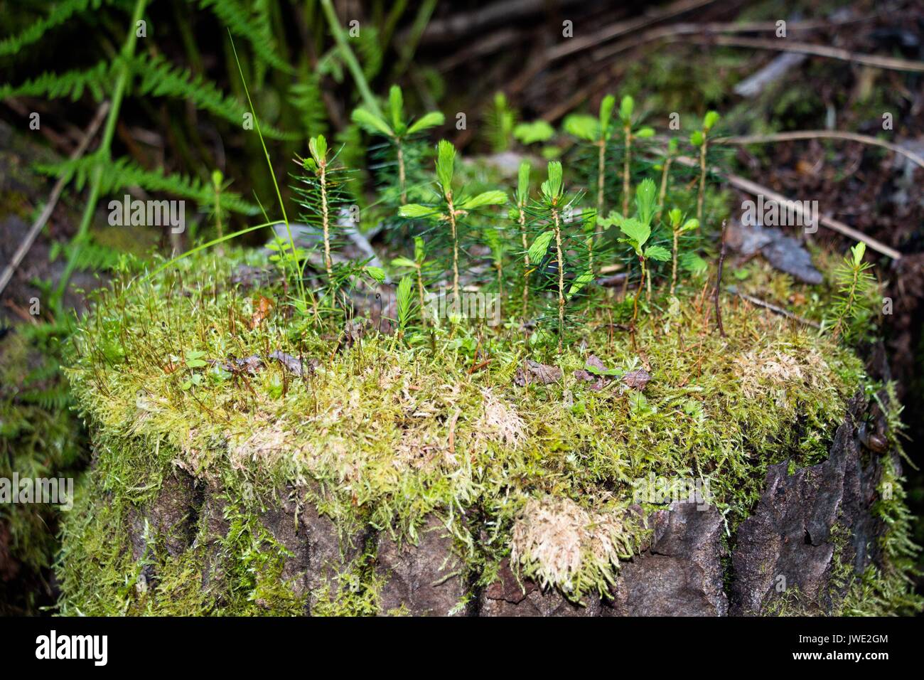 Sul vecchio ceppo crebbe la sua propria foresta con diversi piccoli alberi di Natale. Fenomeno molto interessante. In una tale area di piccole dimensioni vi è tutta una piccola ribalta Foto Stock
