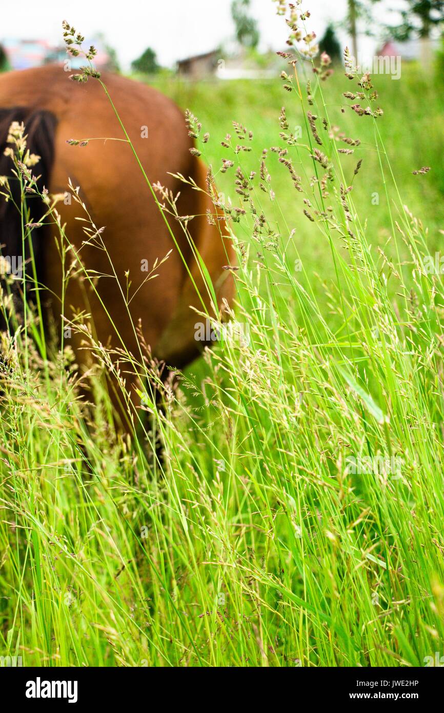 Nel prato, il fondo per l'erba è un cavallo al pascolo in un prato nel villaggio. Foto Stock