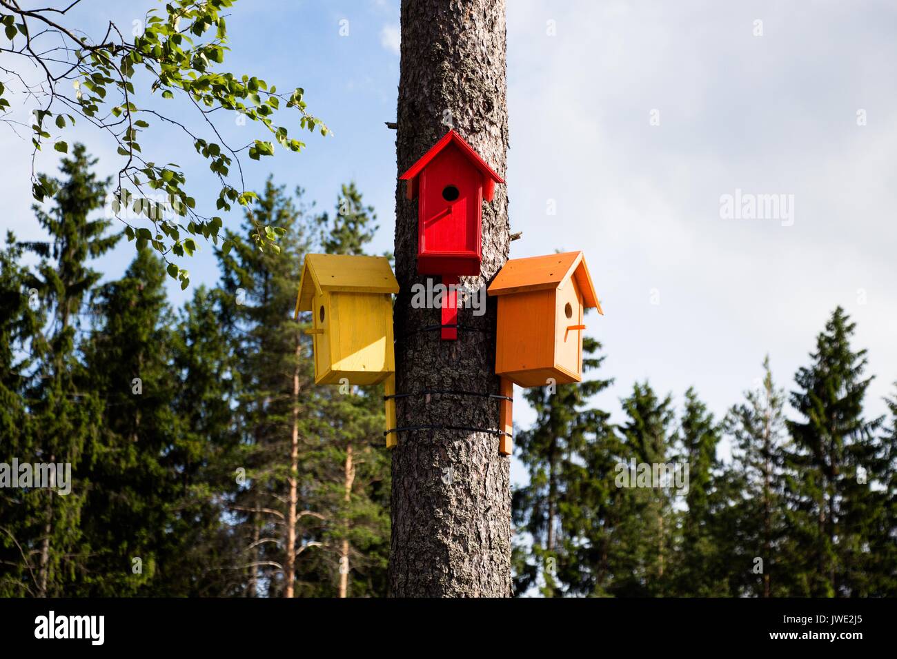 Nella foresta, molto vicino alla città, in un piccolo parco, freelance realizzato e appeso su diversi alberi quali notevole e case colorate per gli uccelli. Foto Stock