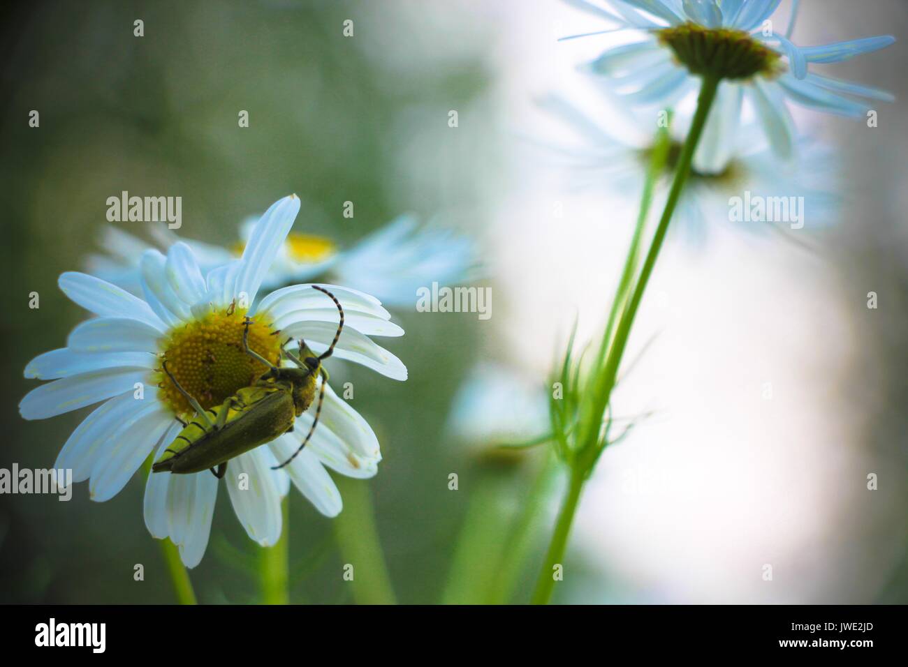In una radura nel bosco su un bel bianco fiore a margherita si siede un coleottero verde con antenne di grandi dimensioni. Foto Stock