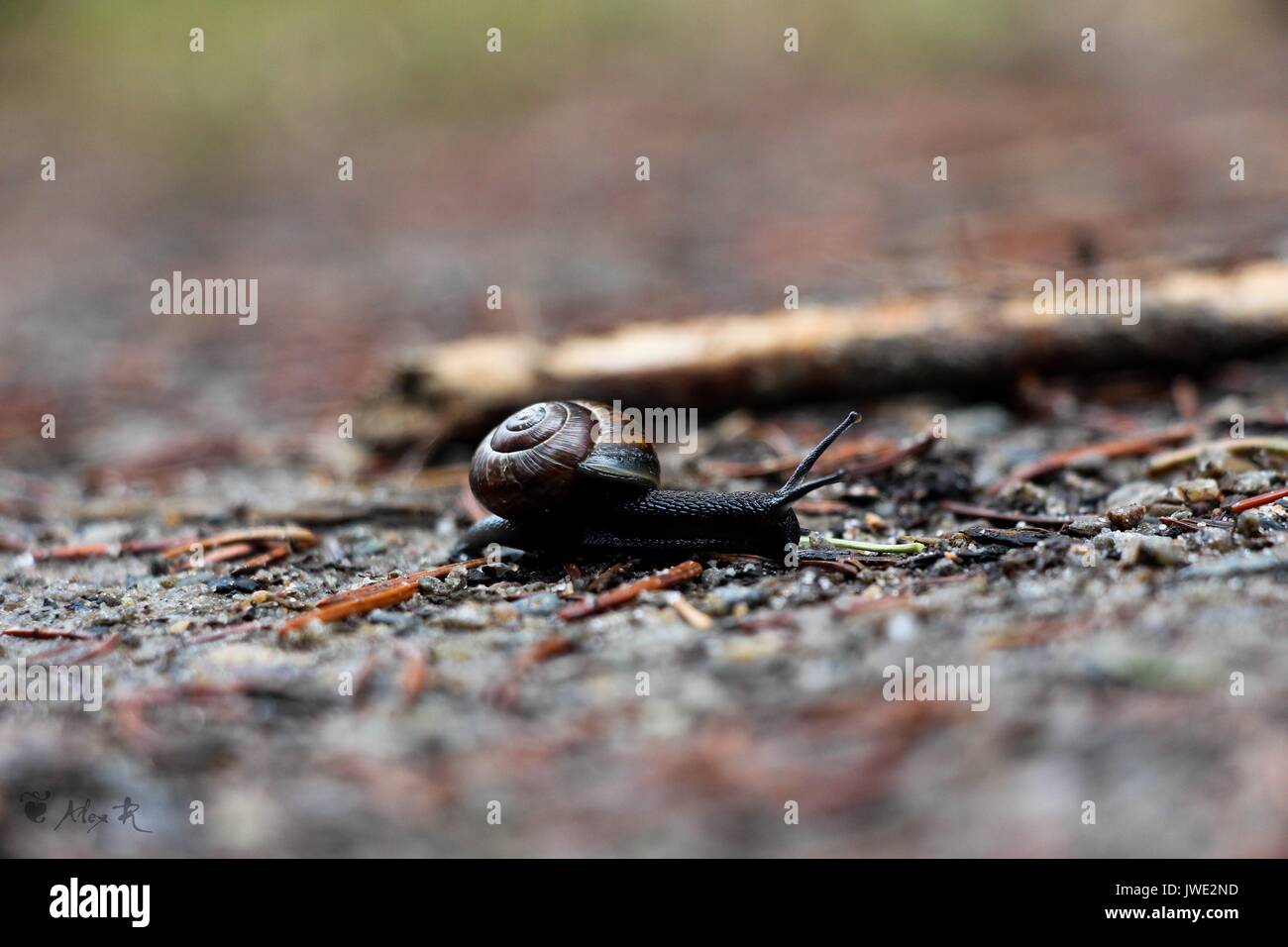 Una lumaca strisciare lungo la radice di un albero nella foresta. Foto Stock