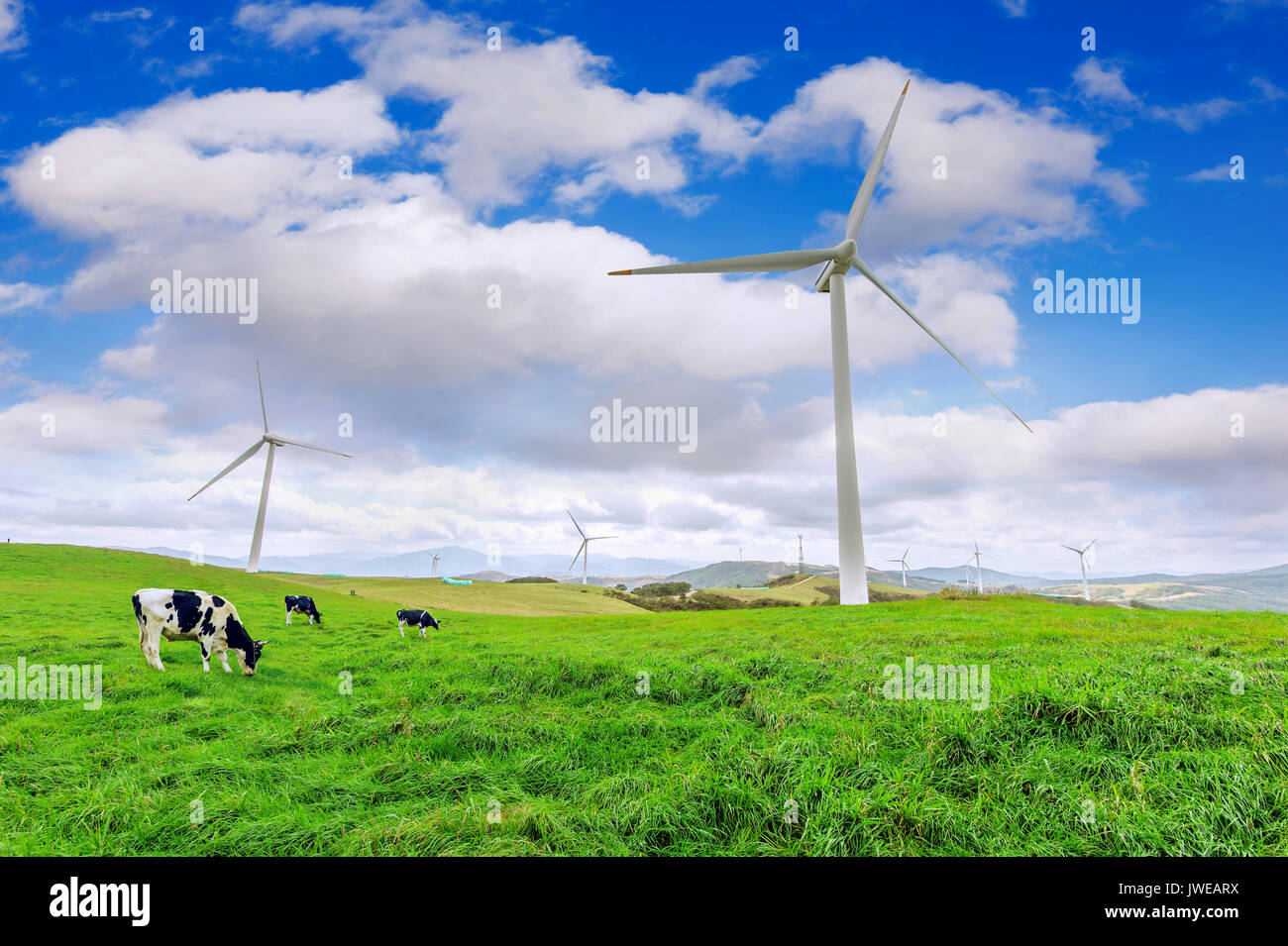 Le turbine eoliche e mucche sul prato verde. Foto Stock