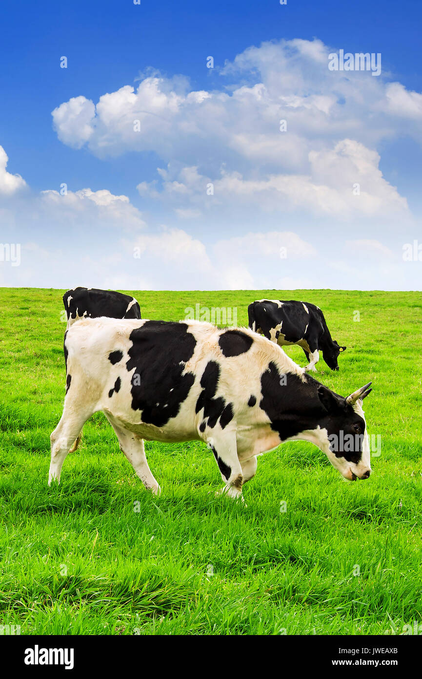 Vacche su un campo verde e azzurro del cielo. Foto Stock