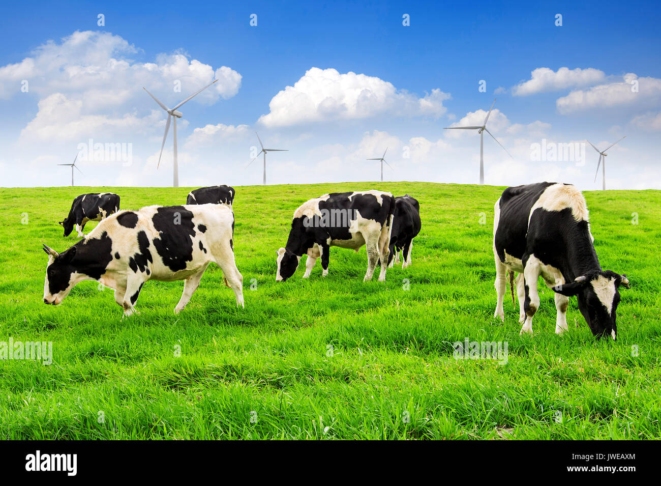 Vacche su un campo verde e azzurro del cielo. Foto Stock