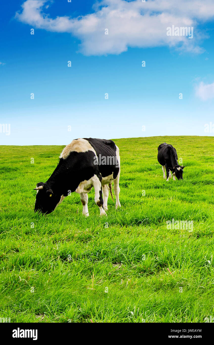 Vacche su un campo verde. Foto Stock