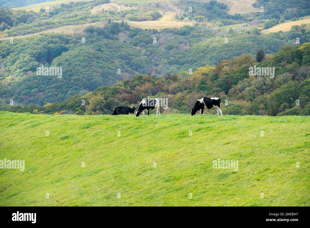 Vacche su un campo verde. Foto Stock