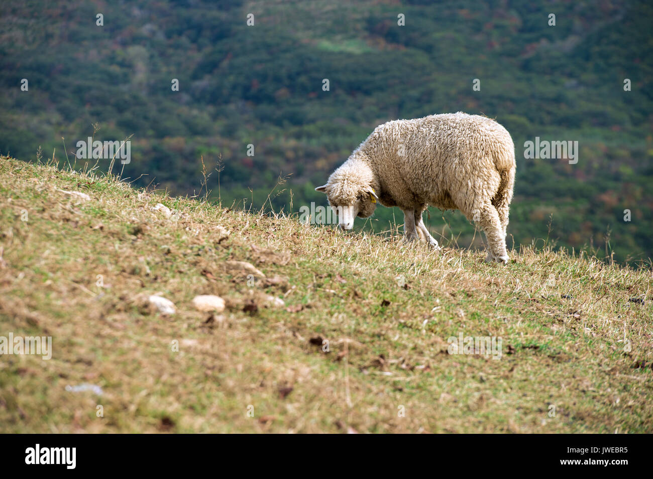 Pecore in un prato sulle montagne. Foto Stock